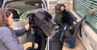 Perrita de asistencia acompaña a abuelitos en cuarentena para que no se sientan solos