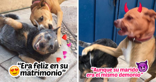 Estos perritos relataron Ramito de violetas; es lo mas hermoso que verás hoy