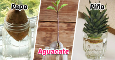 13 Verduras que puedes cultivar en tu casa, ¡comienza a ahorrar!