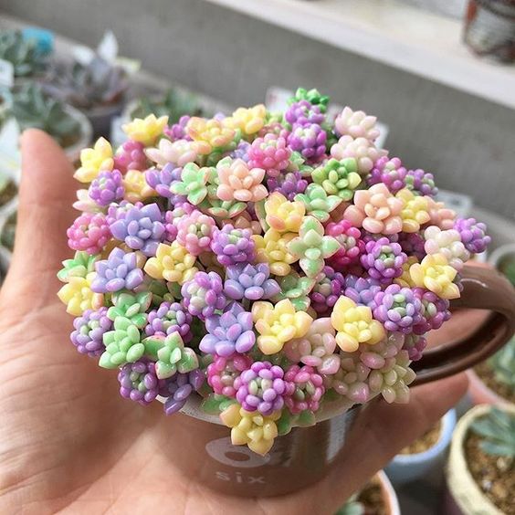 13 Tips for Your Succulents to Grow Big and Beautiful
