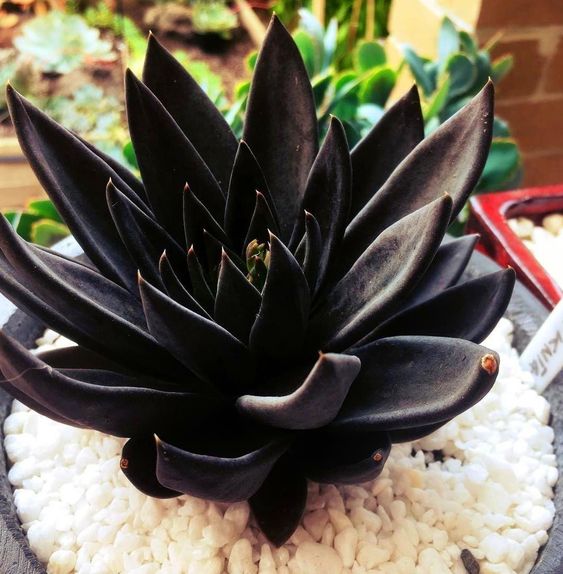 13 Tips for Your Succulents to Grow Big and Beautiful
