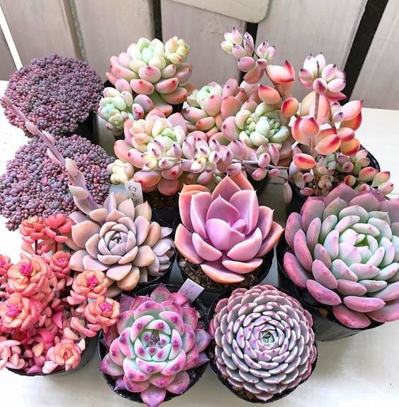 13 Tips for Your Succulents to Grow Big and Beautiful