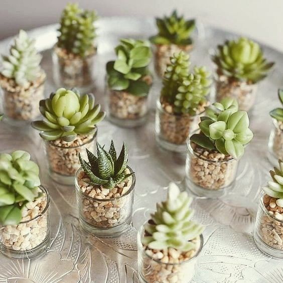 13 Tips for Your Succulents to Grow Big and Beautiful
