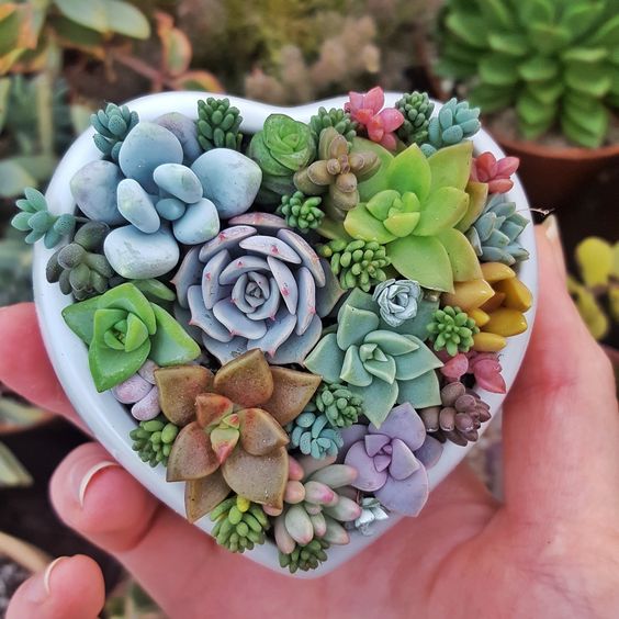 13 Tips for Your Succulents to Grow Big and Beautiful