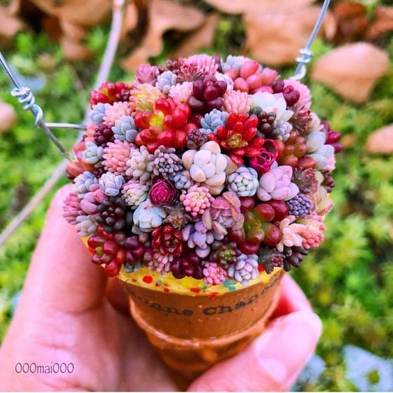 13 Tips for Your Succulents to Grow Big and Beautiful