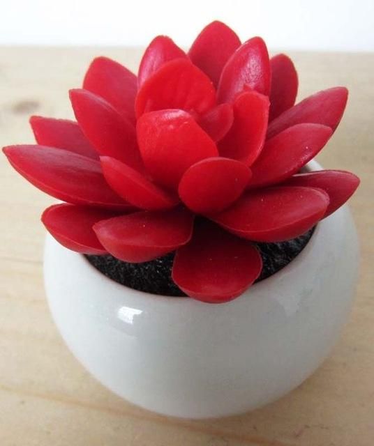 13 Tips for Your Succulents to Grow Big and Beautiful