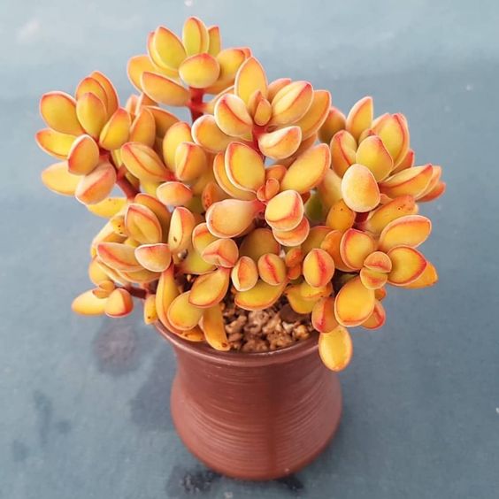 13 Tips for Your Succulents to Grow Big and Beautiful