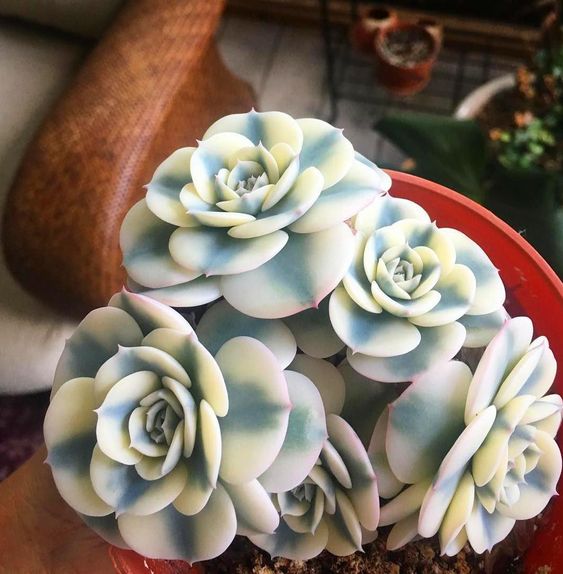 13 Tips for Your Succulents to Grow Big and Beautiful