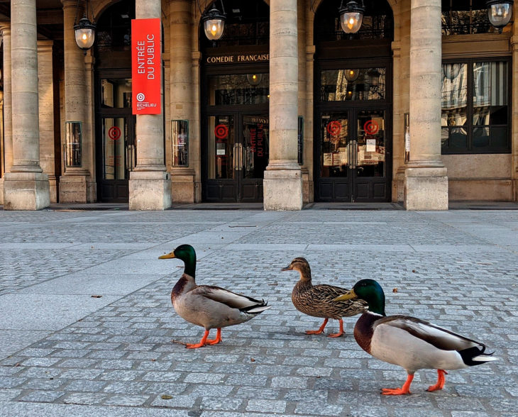 Patos en las plazas de Italia