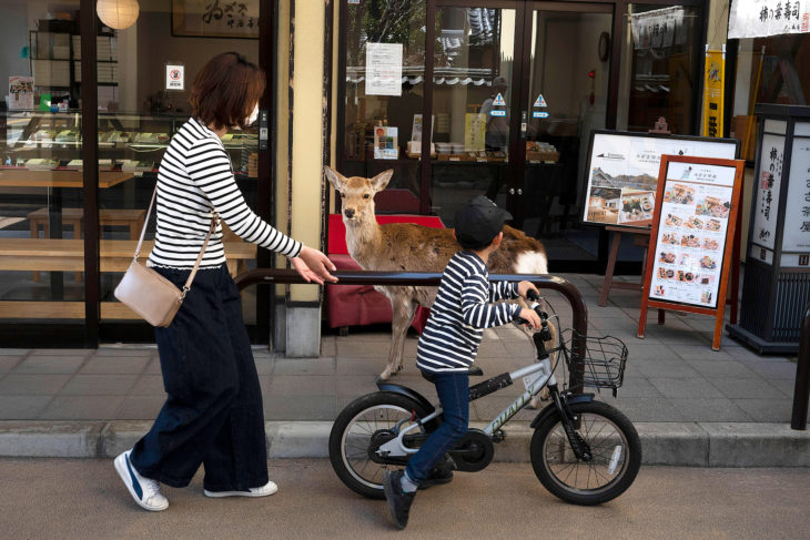 Ciervos en las calles de Japón