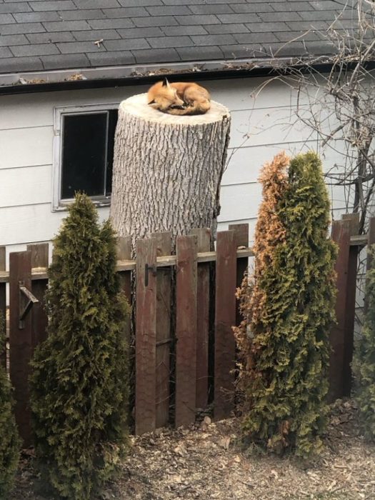 Zorro surmiendo en el tronco de un árbol