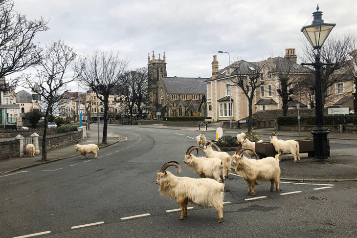 Cabras montescas paseando por las calles de llandudno en Gales