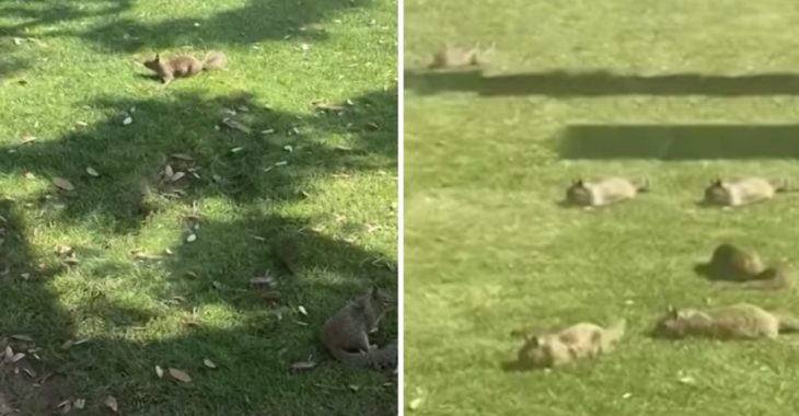 Decenas de ardillas en los parques de Santa Monica