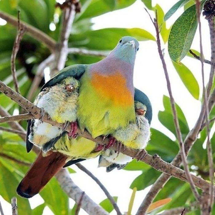 Animalitos junto a sus cachorros jugando y abrazándolos 