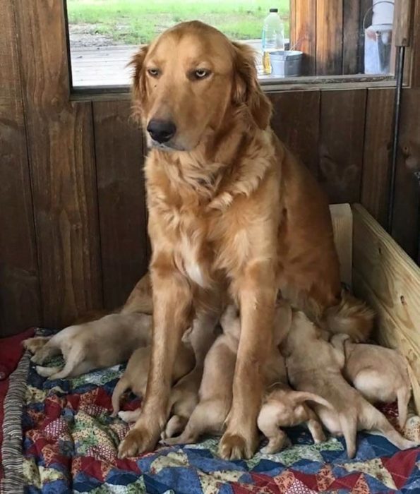 Animalitos junto a sus cachorros jugando y abrazándolos 