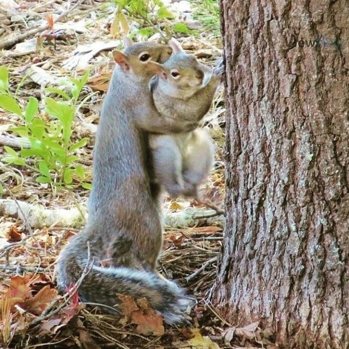 Animalitos junto a sus cachorros jugando y abrazándolos 