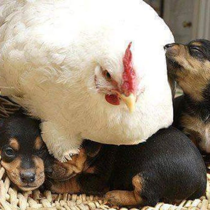 Animalitos junto a sus cachorros jugando y abrazándolos 