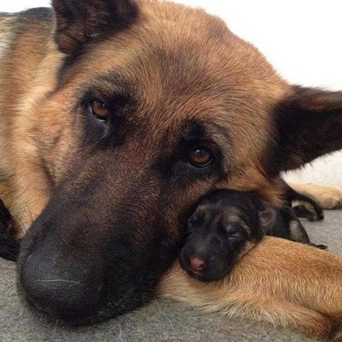 Animalitos junto a sus cachorros jugando y abrazándolos 