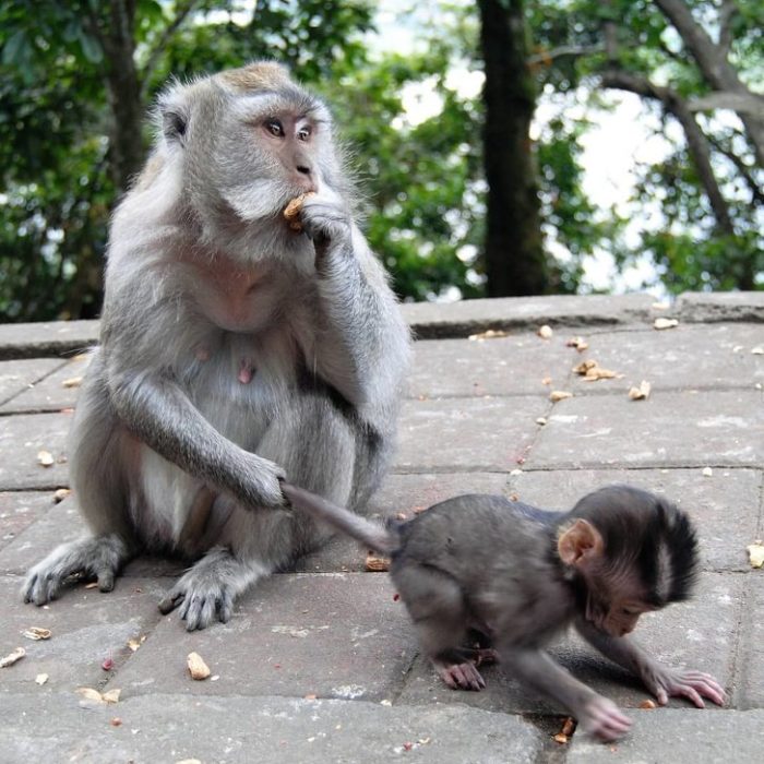 Animalitos junto a sus cachorros jugando y abrazándolos 