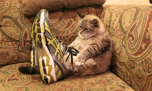 Gatito usando unos zapatos grandes de color amarillo con gris 