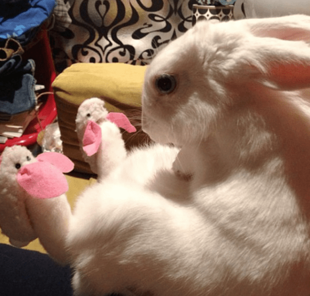 Conejo usando pantuflas con la figura de un conejo 