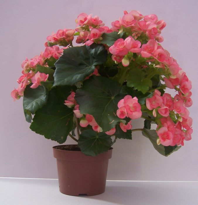 Maceta con de planta rosada llamada Begonia Elatior