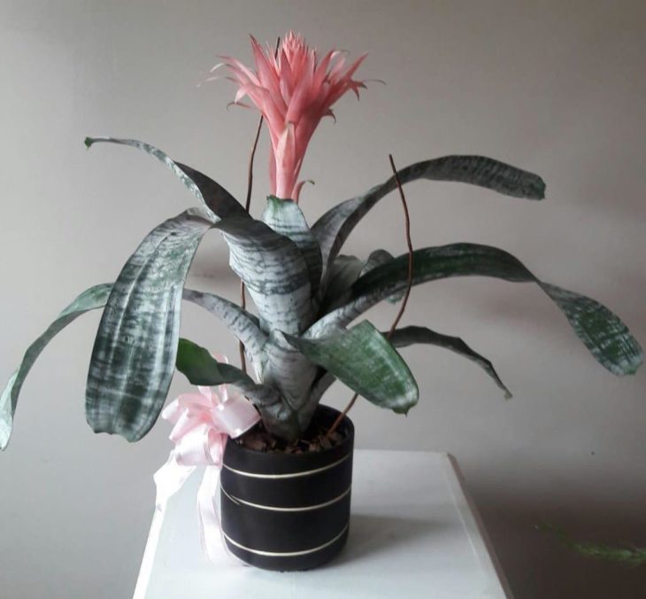 Planta de interior bromelia