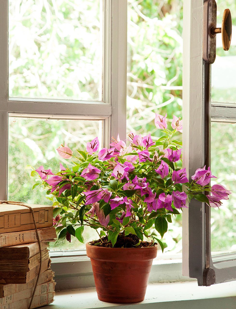 15 Plantas color rosa que sí o sí debes tener en hogar.