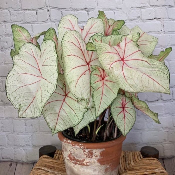 Maceta con de planta rosada llamada Caladium reina blanca