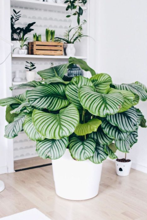 Planta de interior calathea