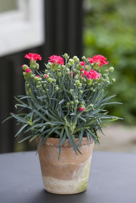 Maceta con de planta rosada llamada Claveles