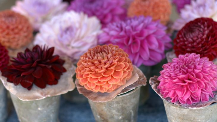 Maceta con de planta rosada llamada Dalia