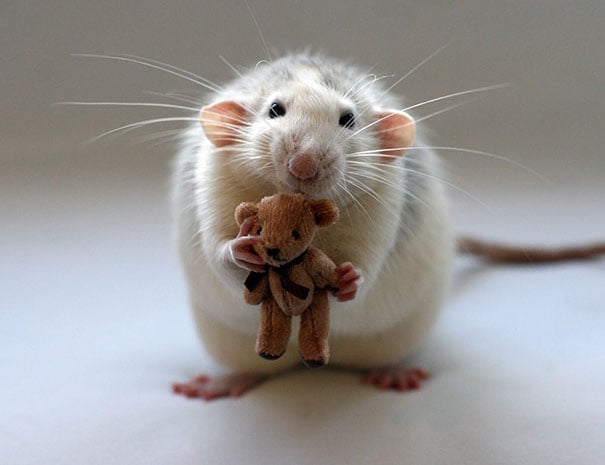 Fotógrafas toman fotos de ratas muy tiernas