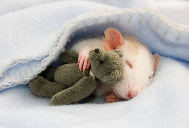 Fotógrafas toman fotos de ratas muy tiernas