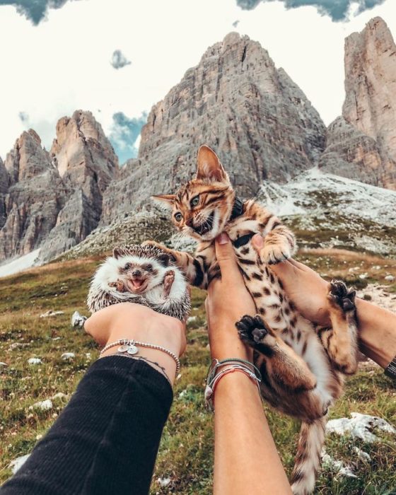 Herbee el erizo y Audree la gatita de bengala en la montaña