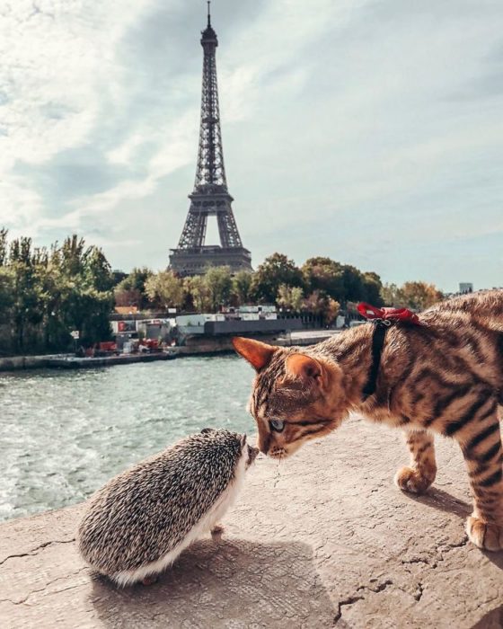 Herbee el erizo y Audree la gatita de bengala con la torre Eifeel de fondo