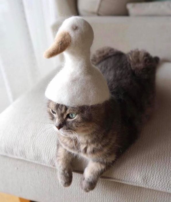 Gato con sombrero hecho de su propio pelaje