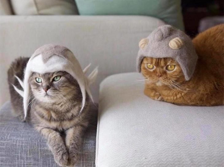 Gato con sombrero hecho de su propio pelaje