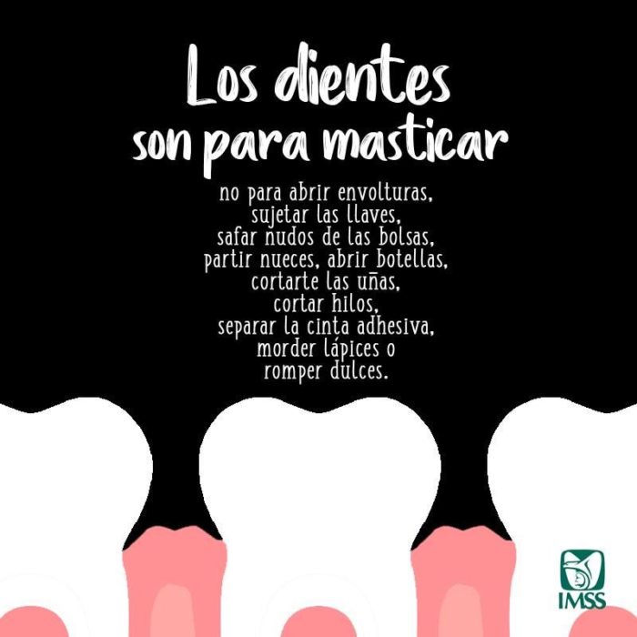 Infografía sobre la función de los dientes