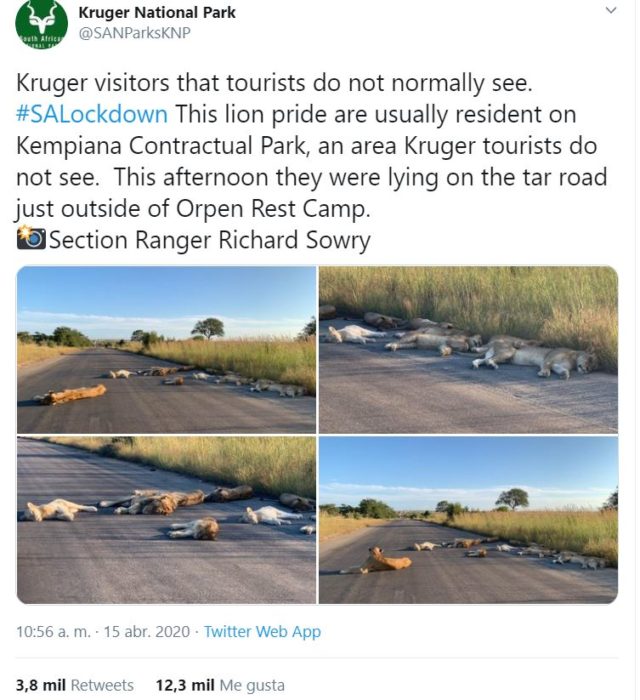 Leones durmiendo tranquilamente en carretera de Sudáfrica