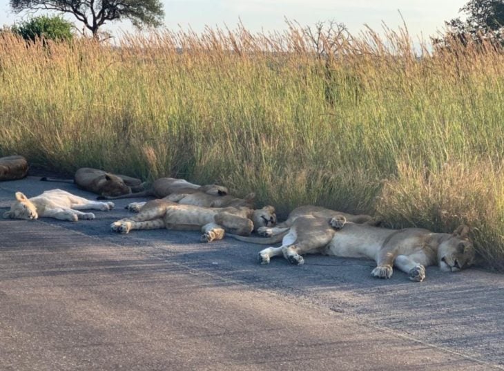 Leones durmiendo tranquilamente en carretera de Sudáfrica