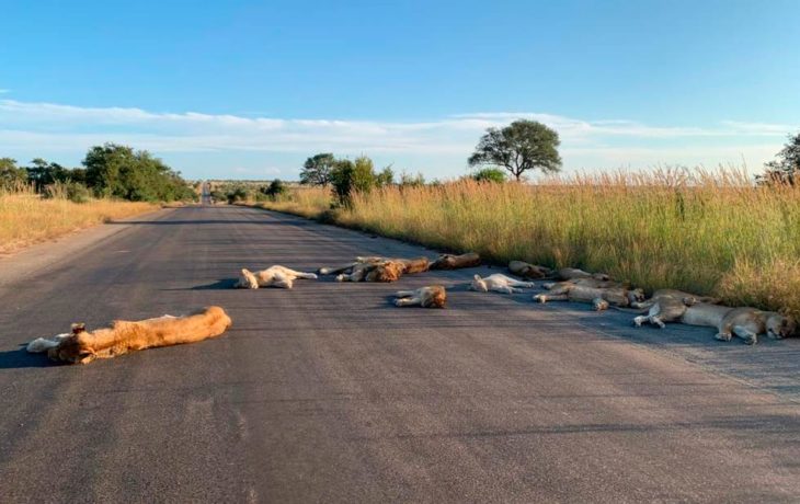 Leones durmiendo tranquilamente en carretera de Sudáfrica