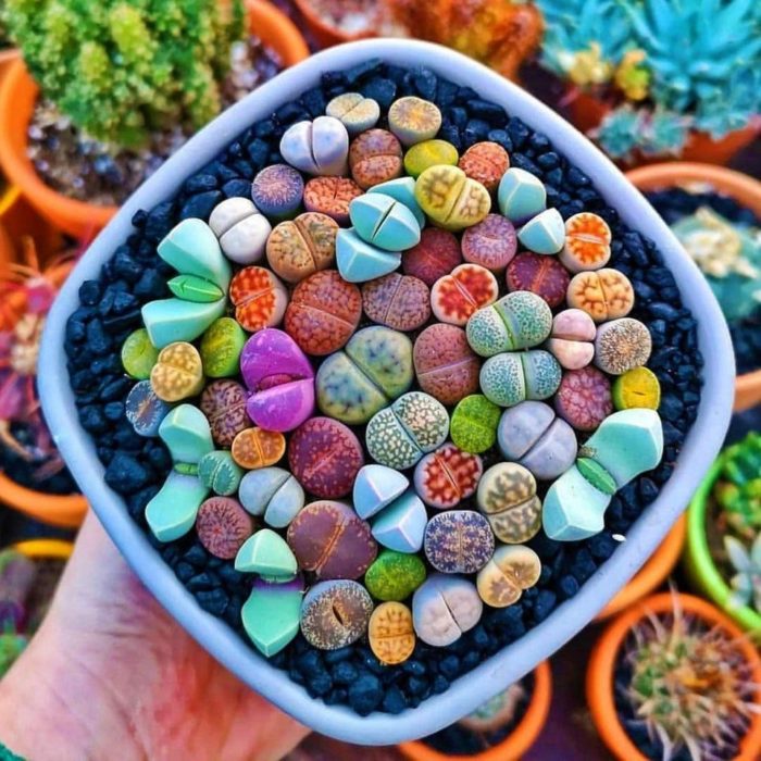 Planta de interior lithops