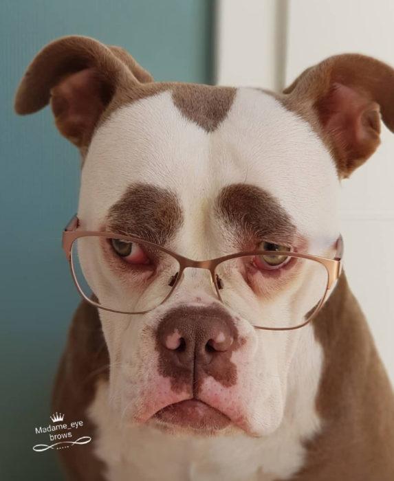 Madame Eyebrows, la perrita bulldog con cejas que la hacen parecer triste; perro con lentes