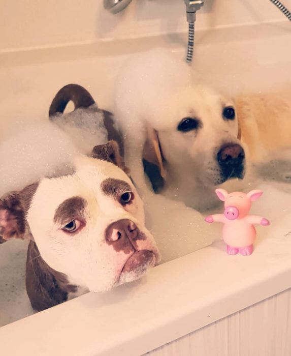 Madame Eyebrows, la perrita bulldog con cejas que la hacen parecer triste; perros en la bañera, labrador dorado