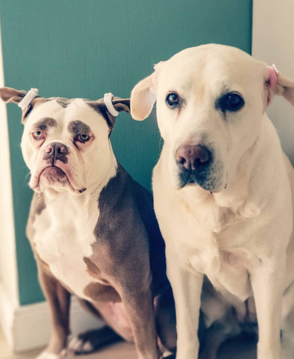 Madame Eyebrows, la perrita bulldog con cejas que la hacen parecer triste; perros con coletas, labrador dorado