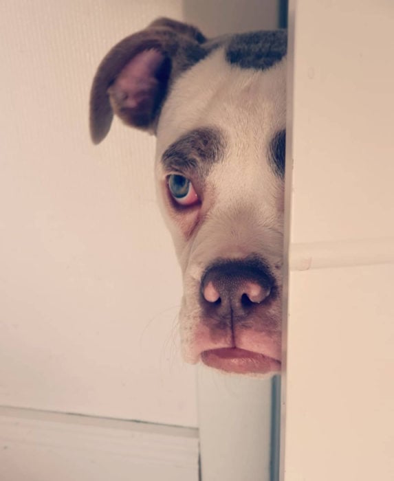 Madame Eyebrows, la perrita bulldog con cejas que la hacen parecer triste; perro asomando por la puerta