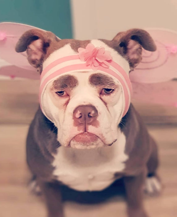 Madame Eyebrows, la perrita bulldog con cejas que la hacen parecer triste; perro con disfraz rosa de hada