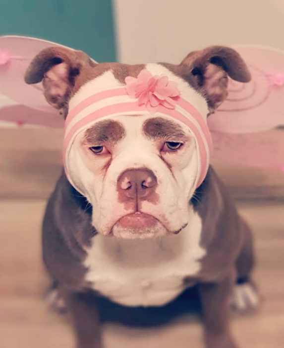 Madame Eyebrows, la perrita bulldog con cejas que la hacen parecer triste; perro con disfraz rosa de hada