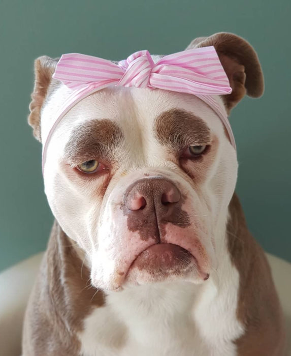 Madame Eyebrows, la perrita bulldog con cejas que la hacen parecer triste; perro con moño